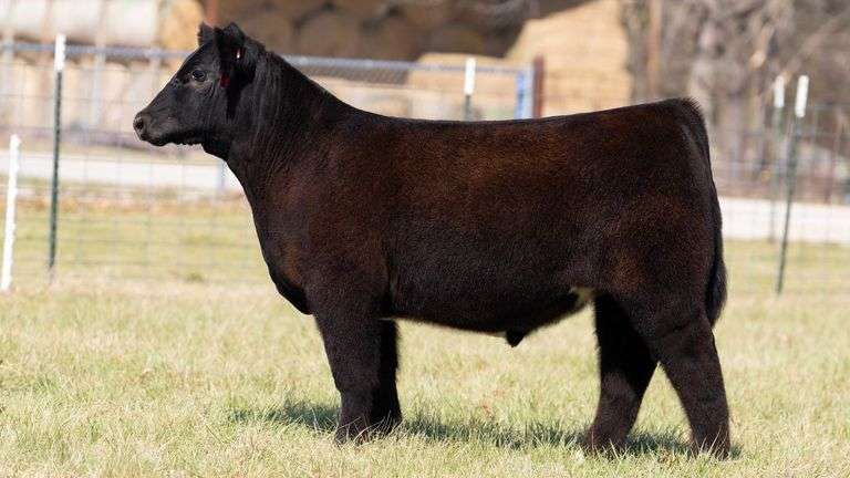 ASHWORTH TAG 77 STEER
