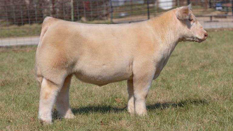 ASHWORTH TAG 88 STEER