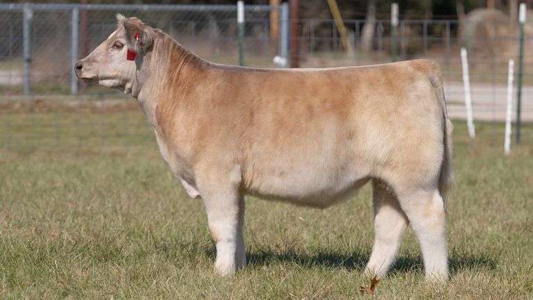 ASHWORTH TAG 91 STEER