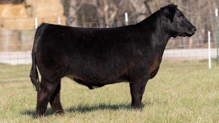 ASHWORTH TAG 79 STEER