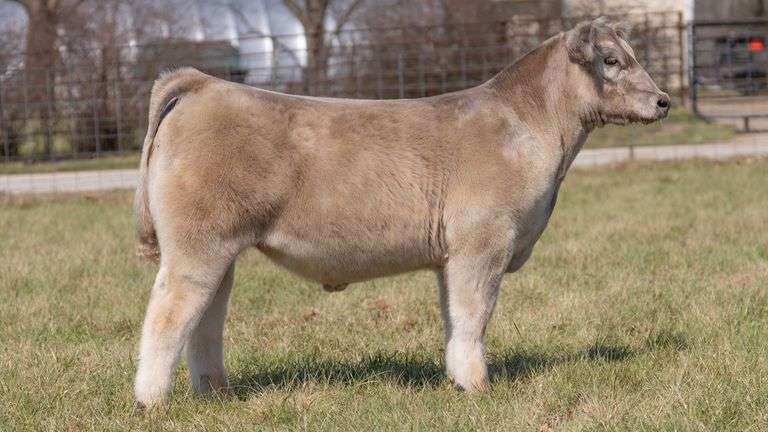 ASHWORTH TAG 100 STEER