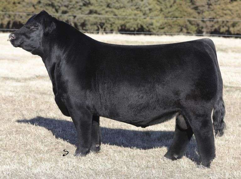 ASHWORTH MATENRAL SEMEN BUNDLE