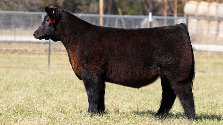 ASHWORTH TAG 76 STEER