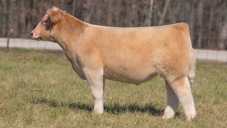ASHWORTH TAG 67 STEER