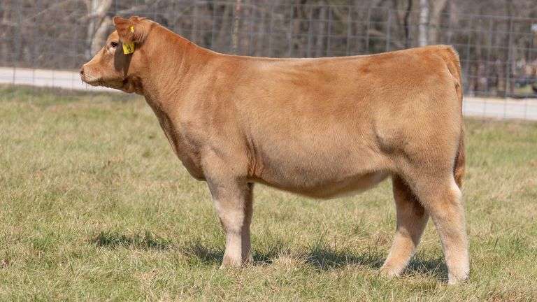 ASHWORTH TAG 105 HEIFER