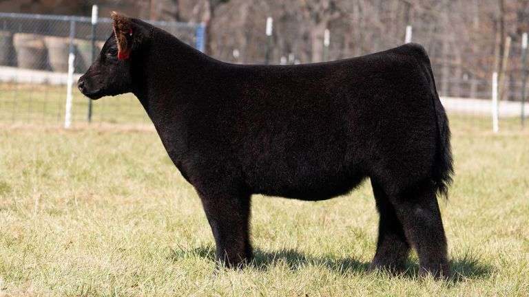 ASHWORTH TAG 83 STEER