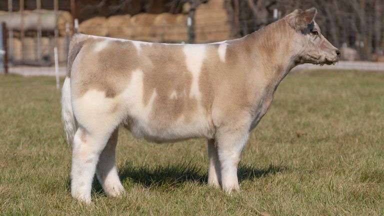 ASHWORTH TAG 71 STEER