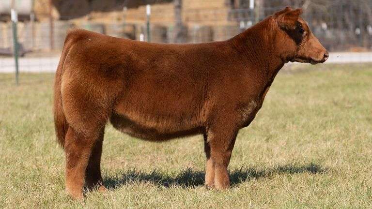 ASHWORTH TAG 106 HEIFER