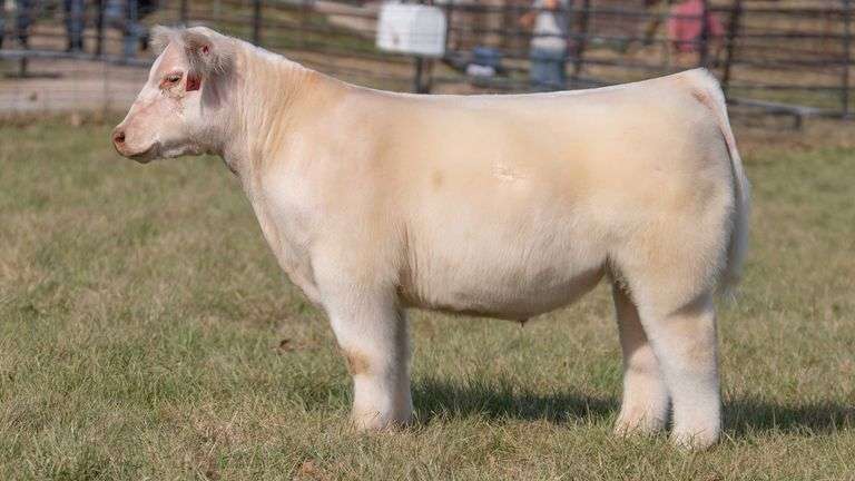 ASHWORTH TAG 89 STEER