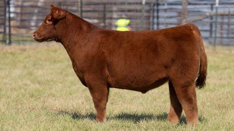 ASHWORTH TAG 84 STEER
