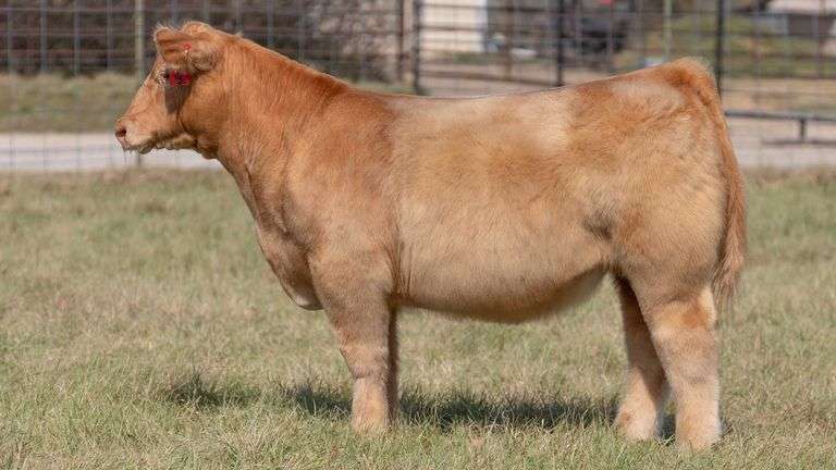 ASHWORTH TAG 62 STEER