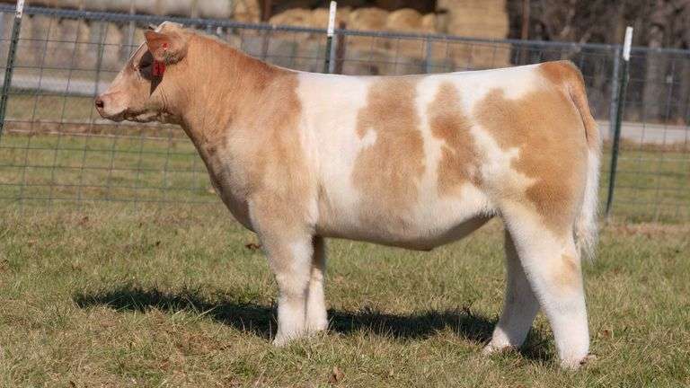 ASHWORTH TAG 70 STEER