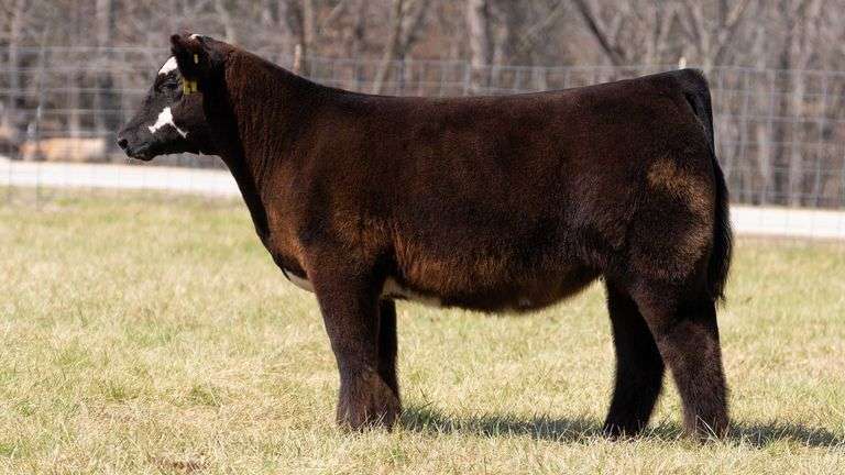 ASHWORTH TAG 107 HEIFER