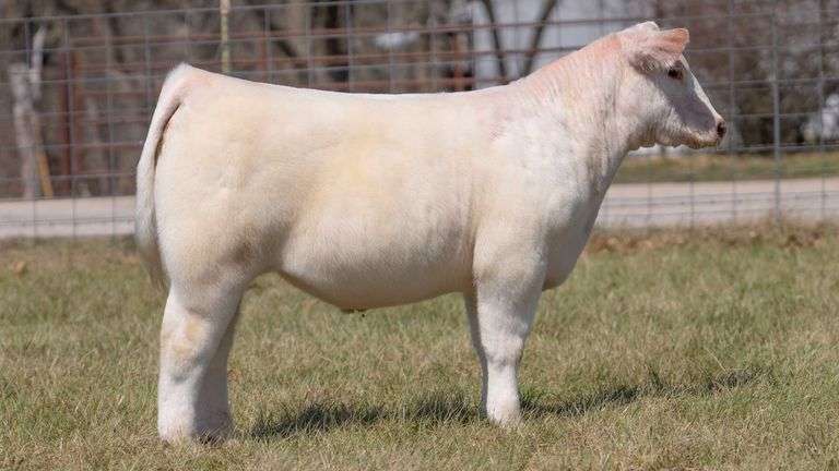 ASHWORTH TAG 97 STEER