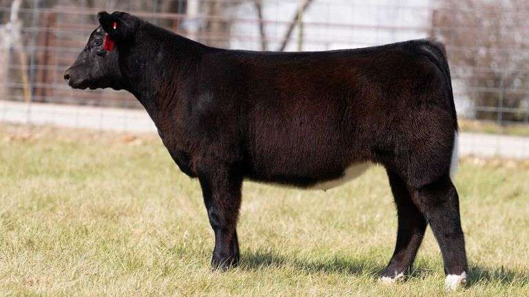 ASHWORTH TAG 80 STEER