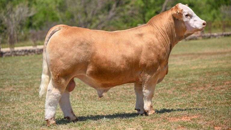 Stallion Seme 10 UNITS OF DARE 2 BE DIFFERENT SEMEN - SteerBidder