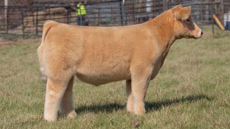 ASHWORTH TAG 55 STEER
