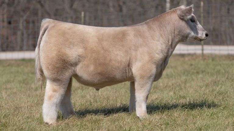 ASHWORTH TAG 87 STEER