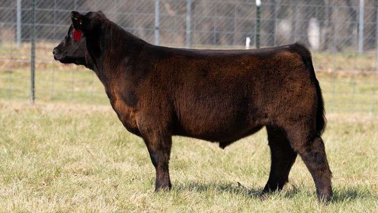 ASHWORTH TAG 82 STEER