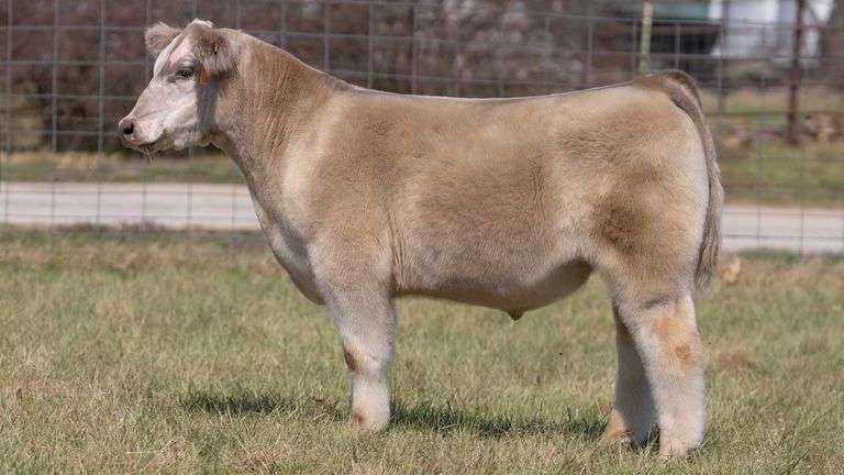 ASHWORTH TAG 94 STEER