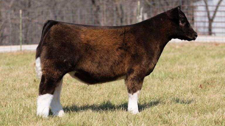 ASHWORTH TAG 72 STEER