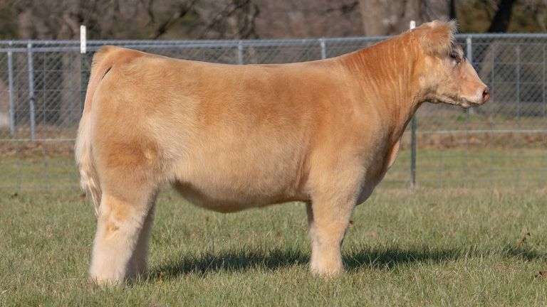 ASHWORTH TAG 64 STEER