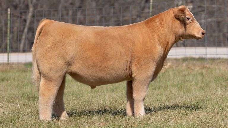 ASHWORTH TAG 53 STEER
