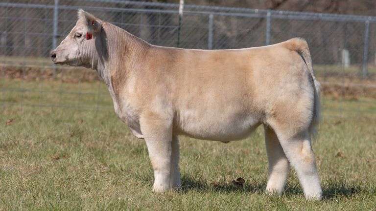 ASHWORTH TAG 93 STEER