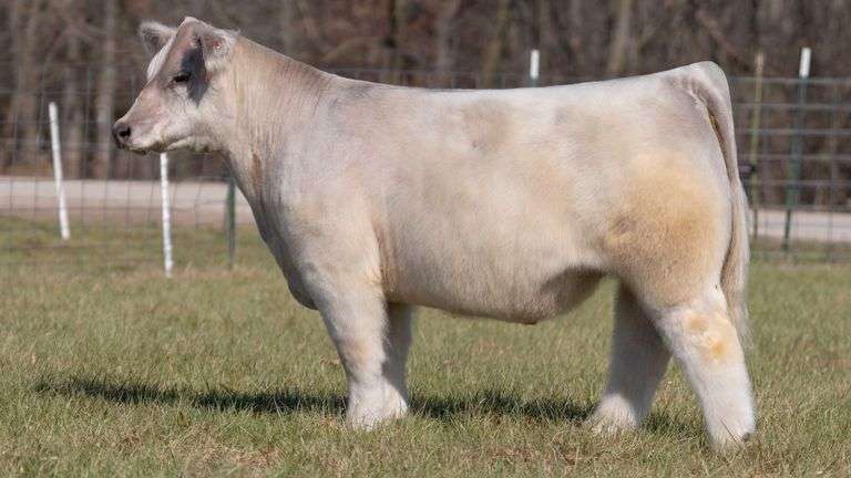 ASHWORTH TAG 90 STEER