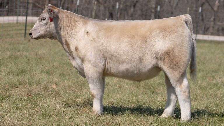 ASHWORTH TAG 96 STEER