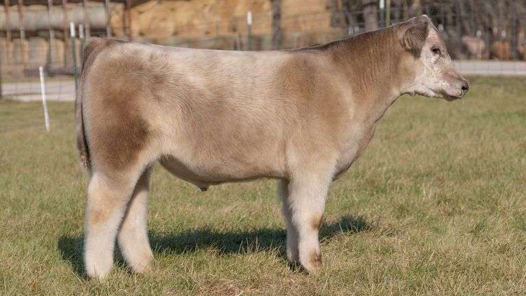 ASHWORTH TAG 101 STEER