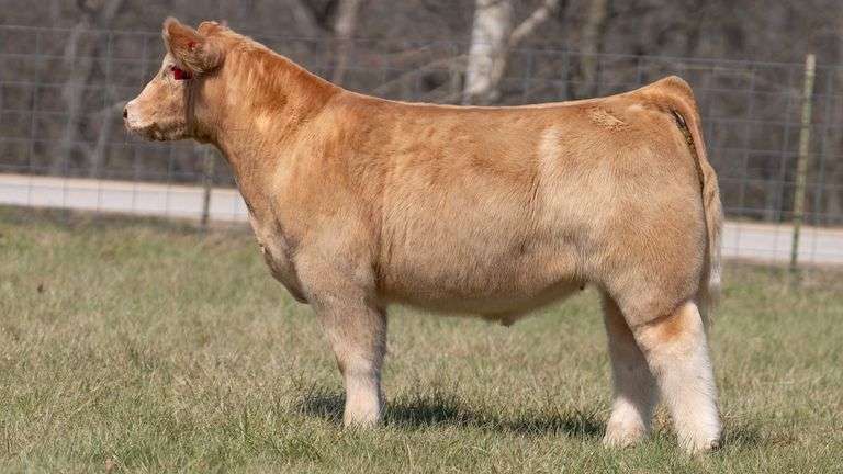 ASHWORTH TAG 61 STEER