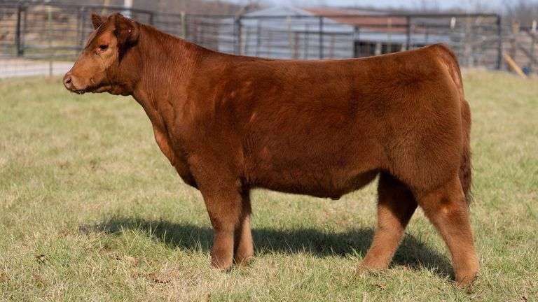 ASHWORTH TAG 85 STEER