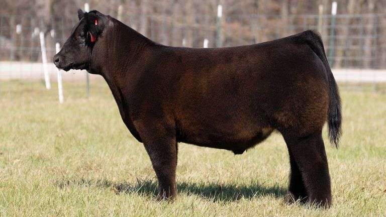 ASHWORTH TAG 75 STEER
