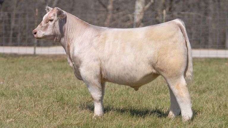 ASHWORTH TAG 95 STEER