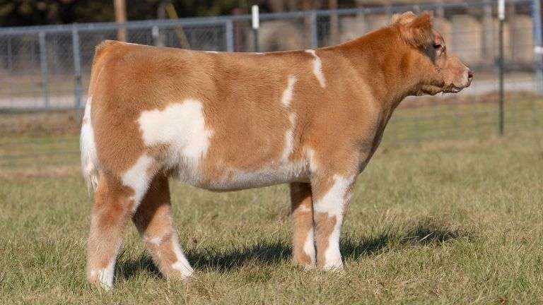 ASHWORTH TAG 69 STEER