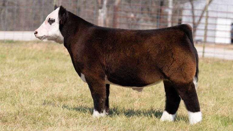 ASHWORTH TAG 73 STEER