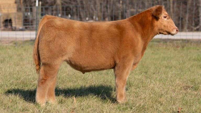 ASHWORTH TAG 66 STEER