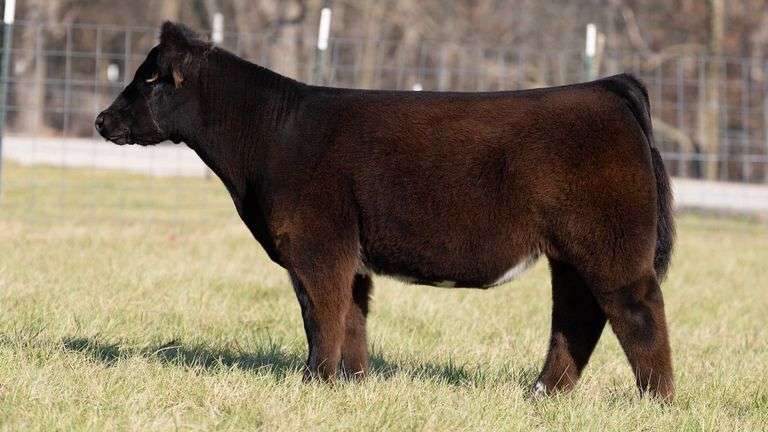 ASHWORTH TAG 81 STEER