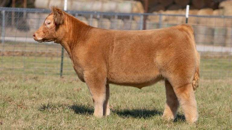 ASHWORTH TAG 68 STEER