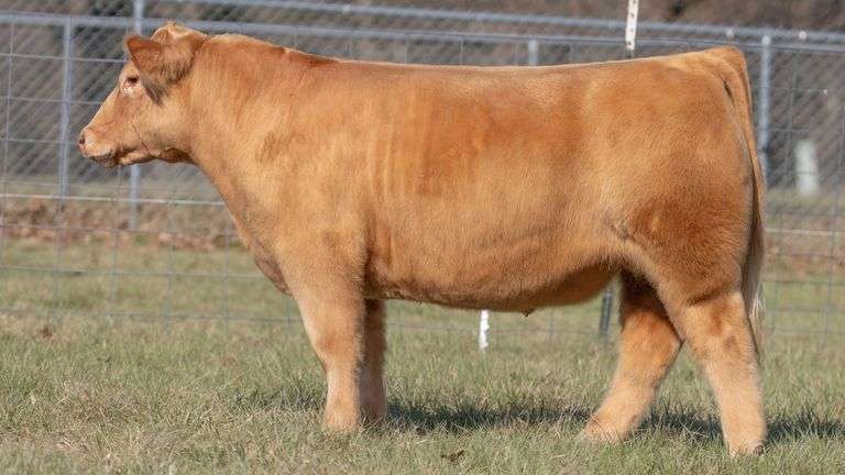 ASHWORTH TAG 65 STEER