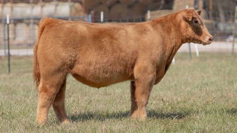ASHWORTH TAG 59 STEER
