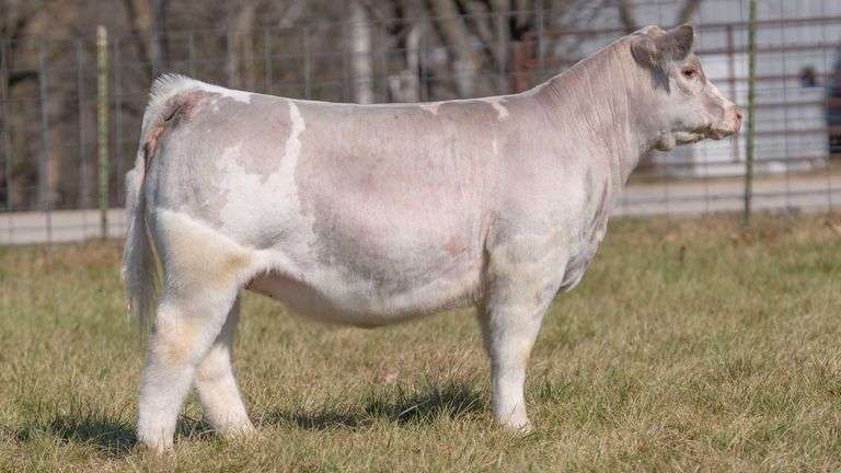 ASHWORTH TAG 51 HEIFER