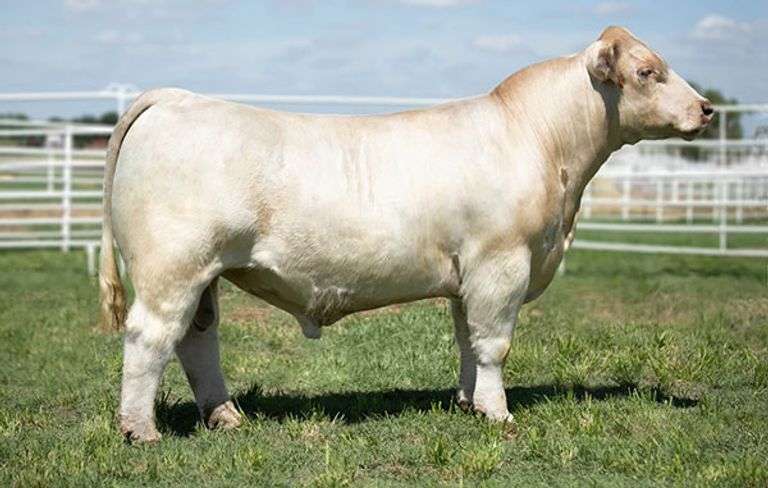 ASHWORTH HORN SEMEN BUNDLE
