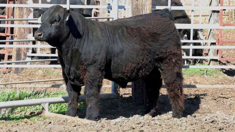 GASSMAN TAG 41 BULL - SteerBidder