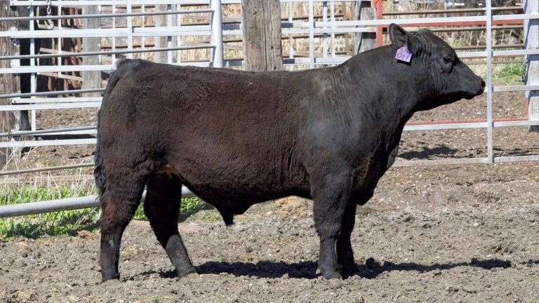 GASSMANS CLUB CALVES 5/11/26 - SteerBidder
