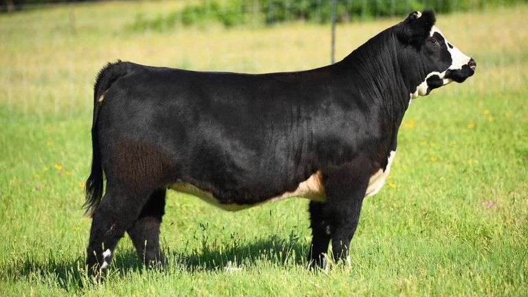 STS RANCH TAG 1B HEIFER