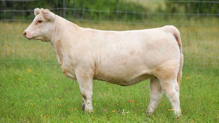 STS RANCH TAG 504 HEIFER