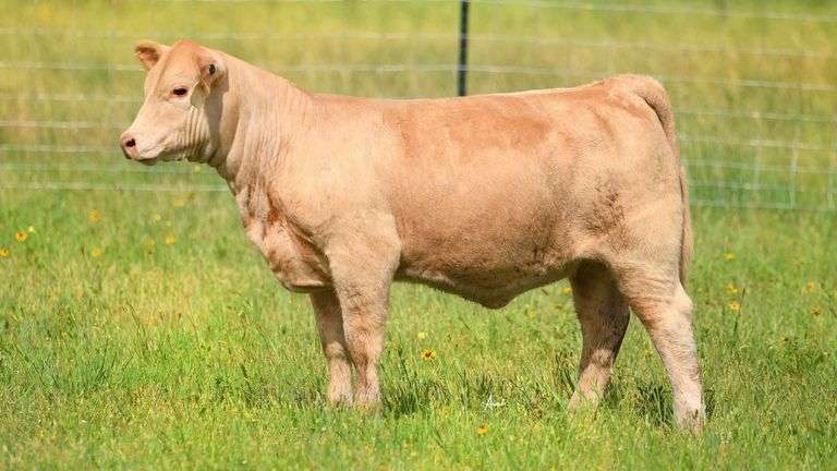 STS RANCH TAG 516 HEIFER