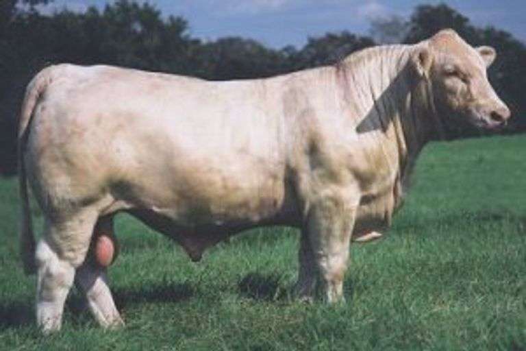 4 UNITS OF CCR JACKPOT SEMEN